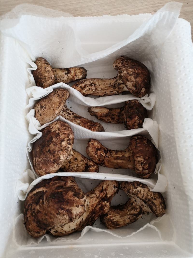 香格里拉鲜松茸二级大头菌产地一件代发空运包邮