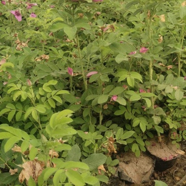 50公分高四季玫瑰，自家苗圃种植成活率极高，花开的还大
