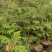 50公分高四季玫瑰，自家苗圃种植成活率极高，花开的还大