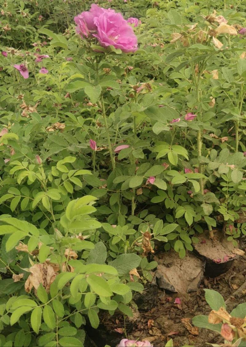 50公分高四季玫瑰，自家苗圃种植成活率极高，花开的还大