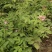 50公分高四季玫瑰，自家苗圃种植成活率极高，花开的还大