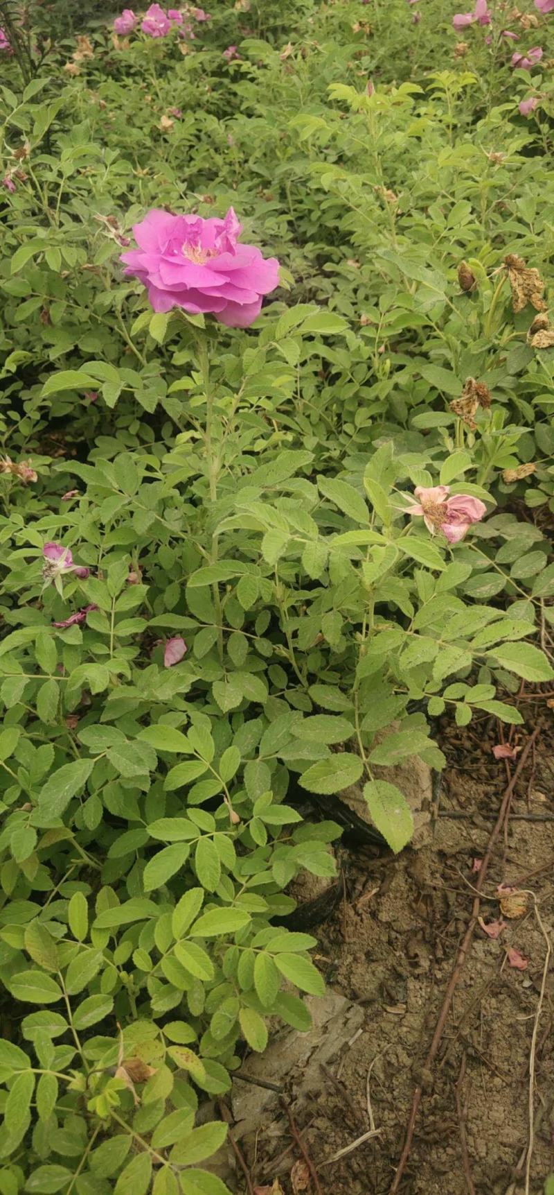 50公分高四季玫瑰，自家苗圃种植成活率极高，花开的还大