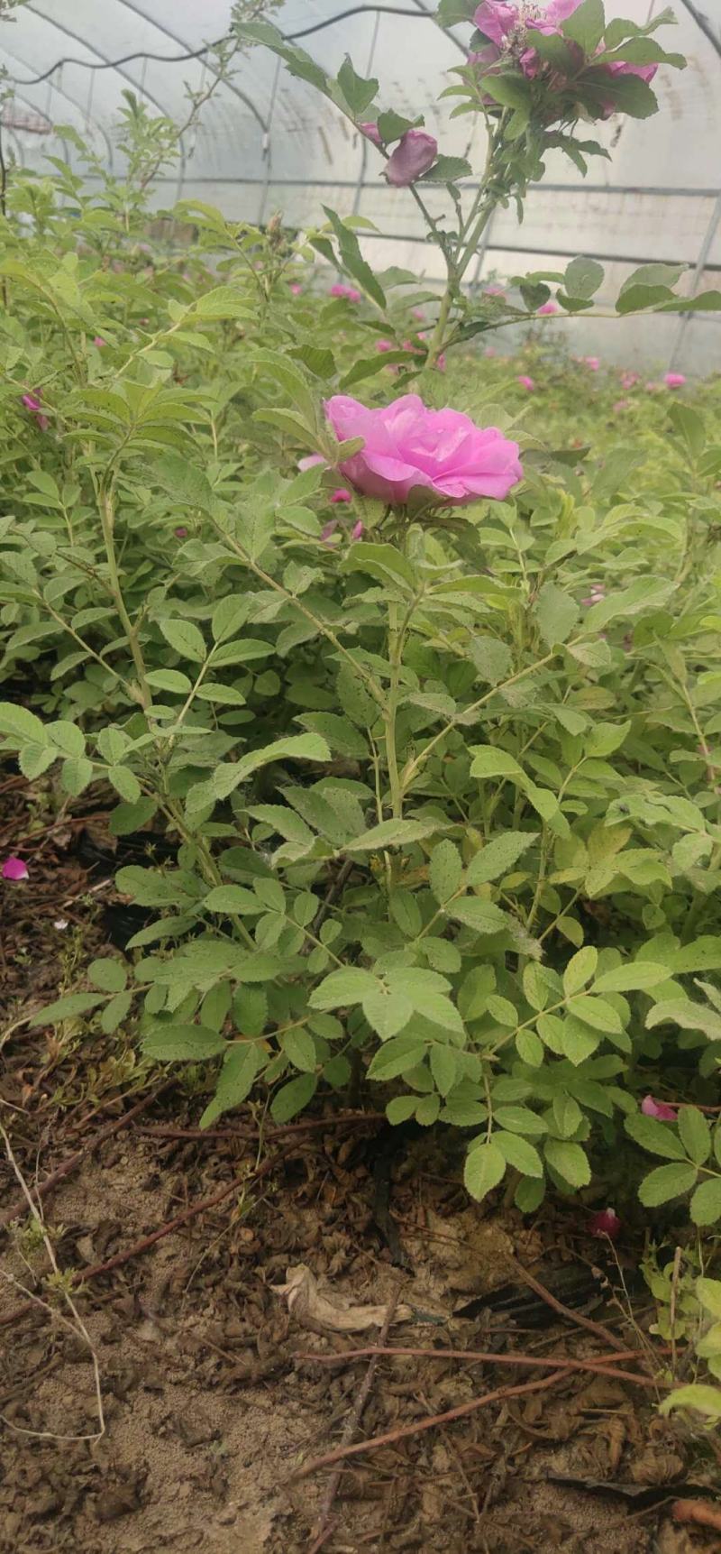 50公分高四季玫瑰，自家苗圃种植成活率极高，花开的还大