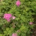 50公分高四季玫瑰，自家苗圃种植成活率极高，花开的还大