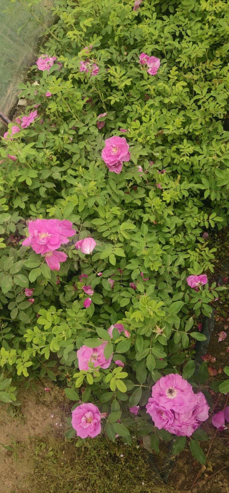 50公分高四季玫瑰，自家苗圃种植成活率极高，花开的还大