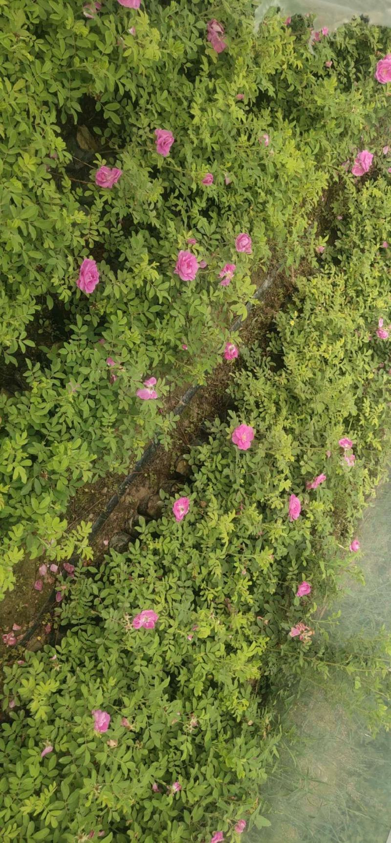 50公分高四季玫瑰，自家苗圃种植成活率极高，花开的还大