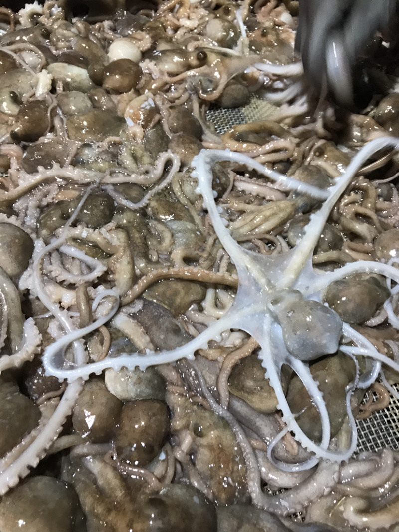 迷你八爪鱼速冻长腿迷你八爪鱼冻板八爪鱼鲜活速冻八爪鱼