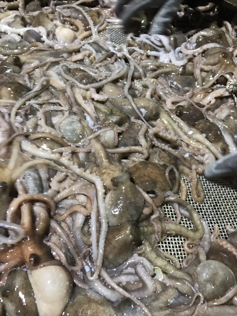 迷你八爪鱼速冻长腿迷你八爪鱼冻板八爪鱼鲜活速冻八爪鱼