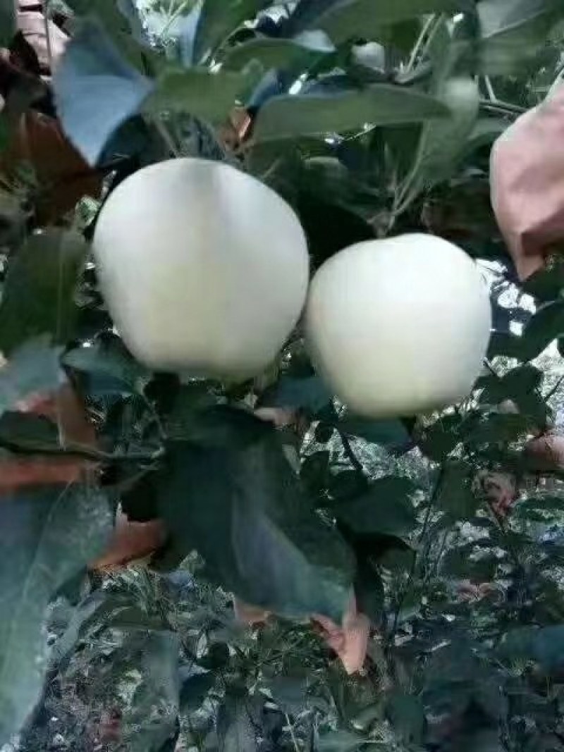 东北辽宁省，绥中县奶油苹果，一手货源，大量有货