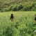 大量出售优质青梅苗，1米5以上一块钱一颗，欢迎订购咨询