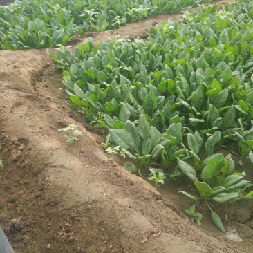 优质菠菜，欢迎来撩，长期提供