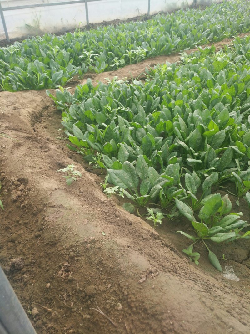 优质菠菜，欢迎来撩，长期提供
