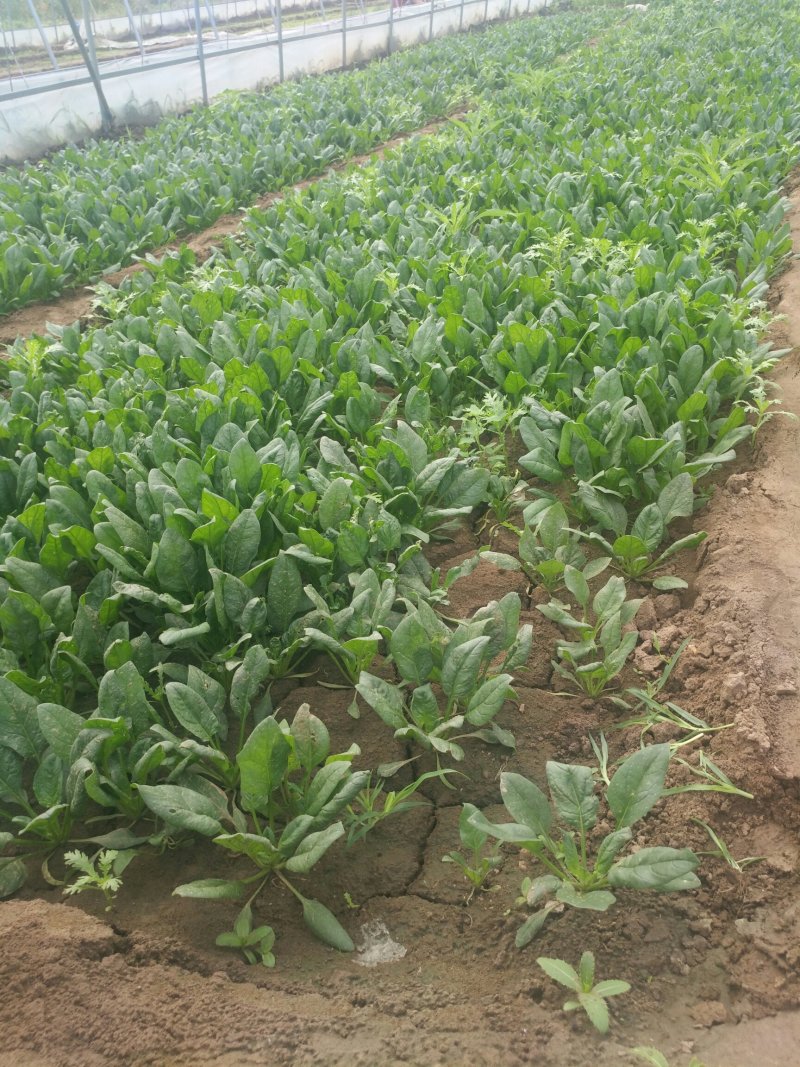 优质菠菜，欢迎来撩，长期提供