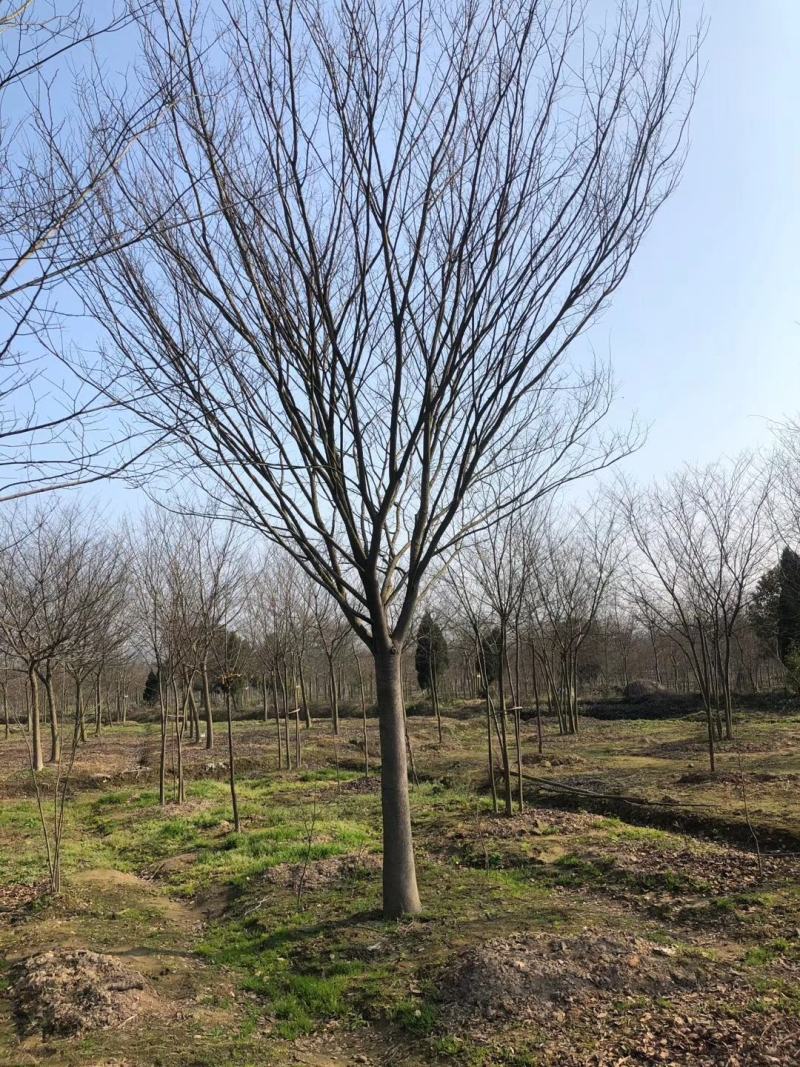 绿化苗木榉树榉树基地量大价优品质保证