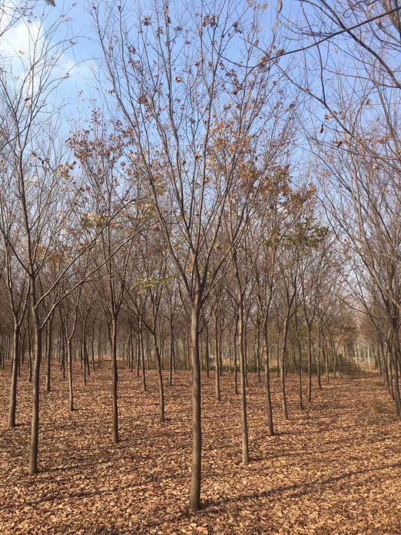 绿化苗木榉树榉树基地量大价优品质保证