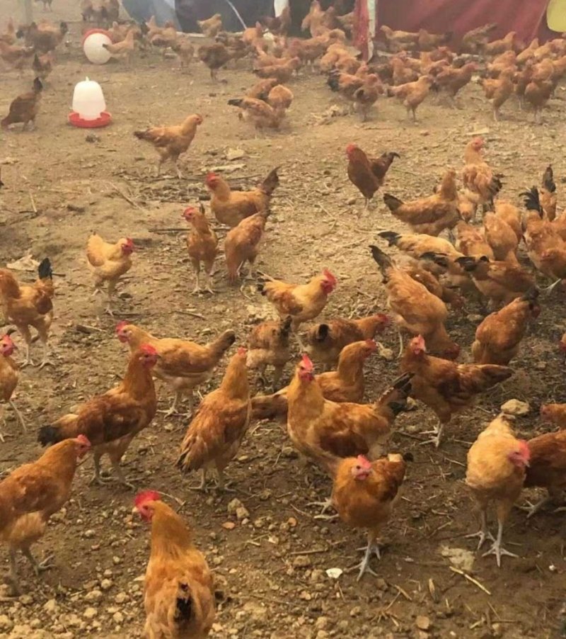 正宗林下生态散养土鸡。