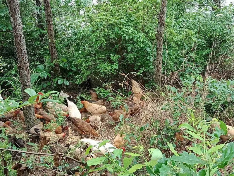 正宗林下生态散养土鸡。