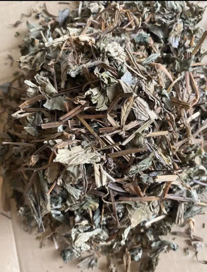 鱼腥草一手货源产地直销