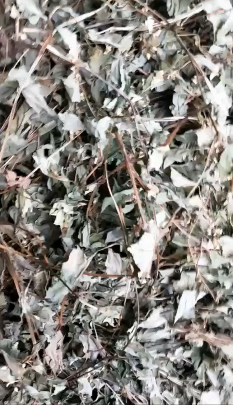 鱼腥草一手货源产地直销