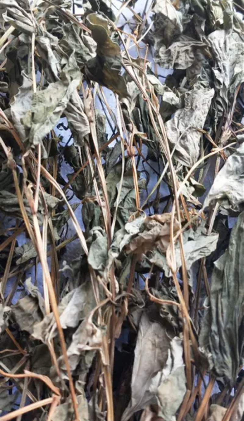 鱼腥草一手货源产地直销