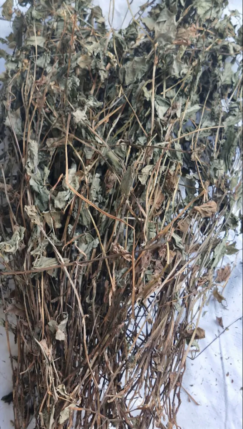 鱼腥草一手货源产地直销