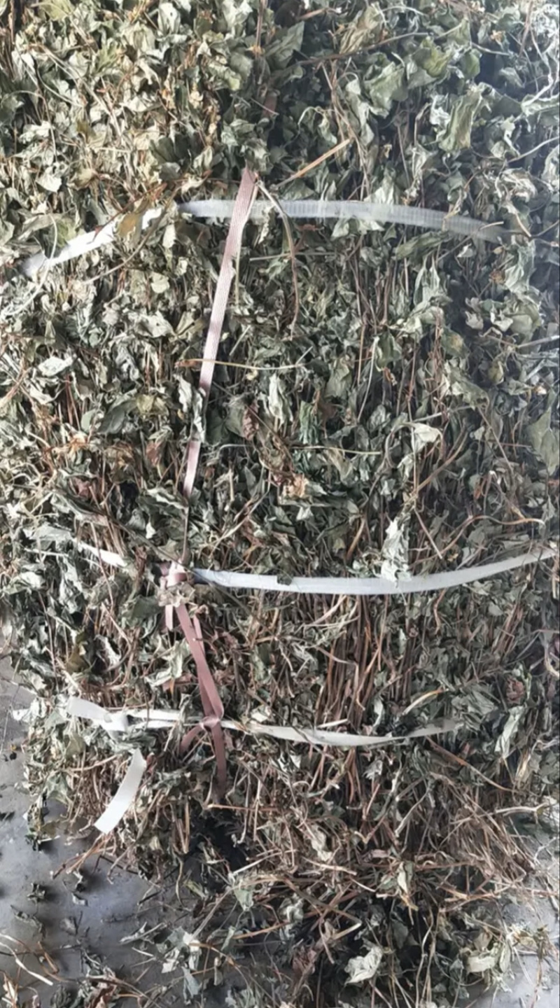 鱼腥草一手货源产地直销