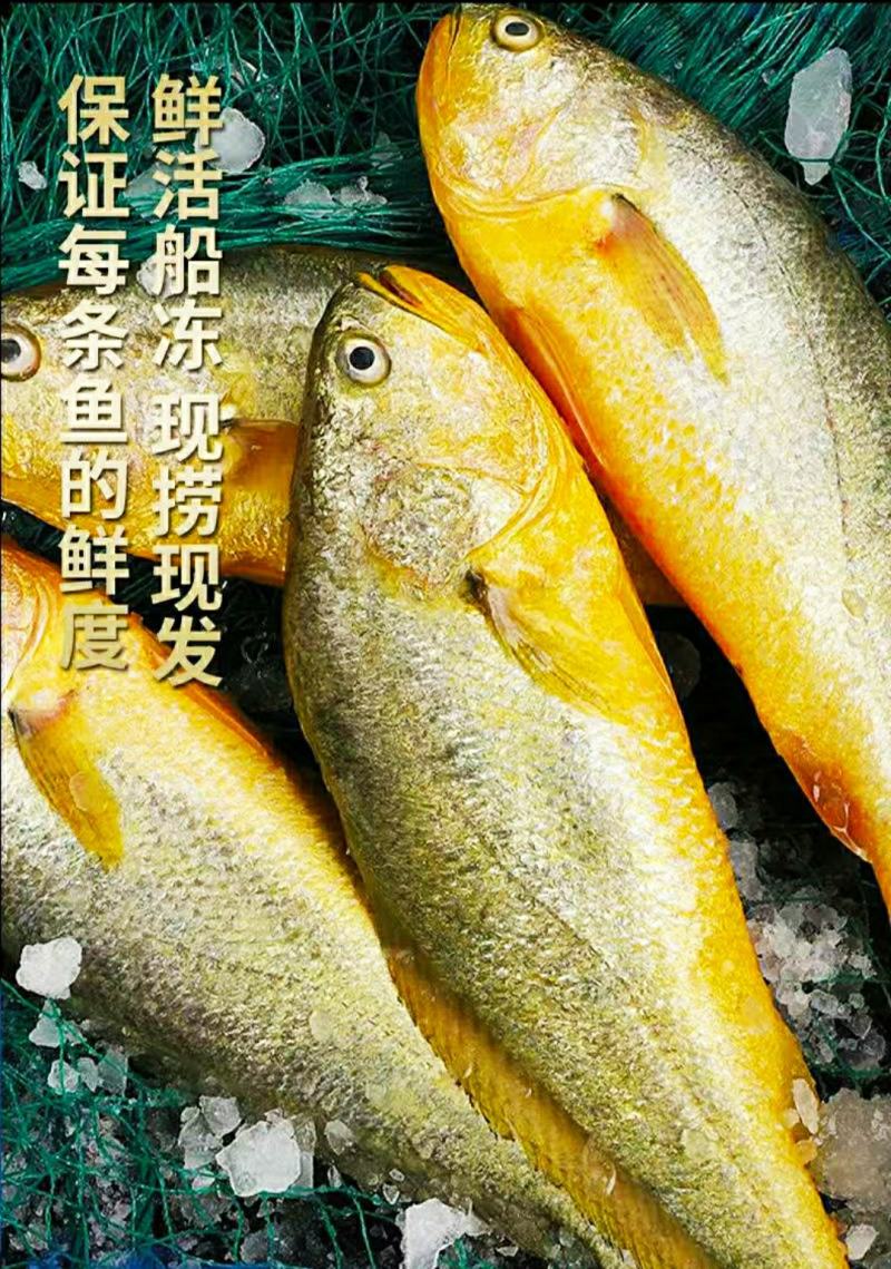 新鲜黄花鱼生鲜小黄花鱼新鲜美味营养丰富保质保量包邮