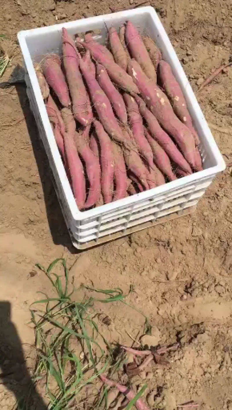 工厂专用加工薯济薯26货源充足一手货源整车批发