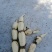 三五，六号，太空，雪莲