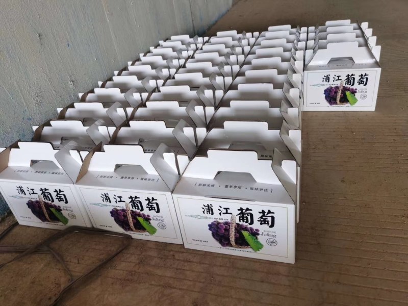 浦江巨峰葡萄价格优惠大量供货价格可以商议