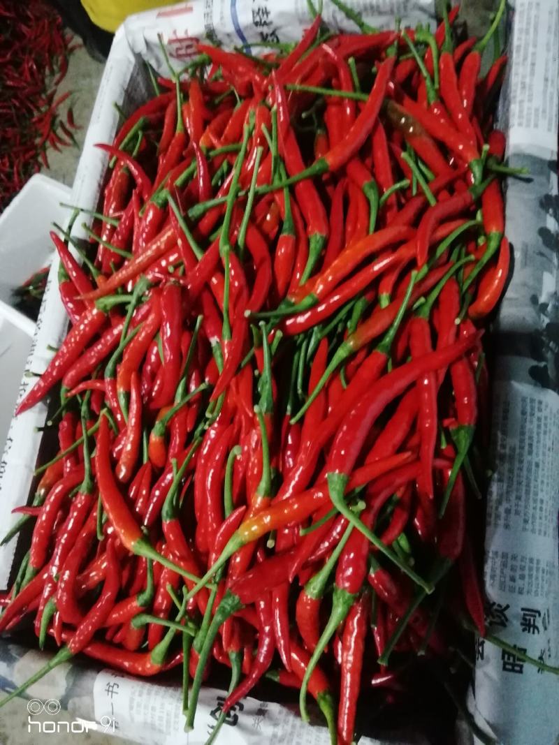 滇西新苗精品小米椒大量上市，早入围早发财。