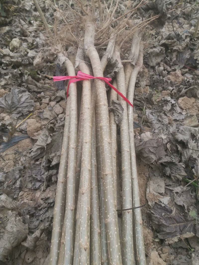 107杨树苗【速生白杨树苗】产地直销量大从优小叶杨树苗