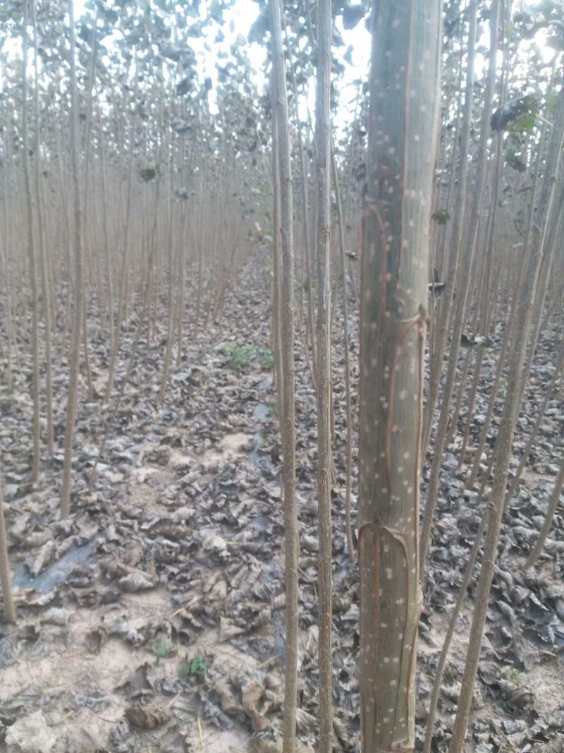 107杨树苗【速生白杨树苗】产地直销量大从优小叶杨树苗