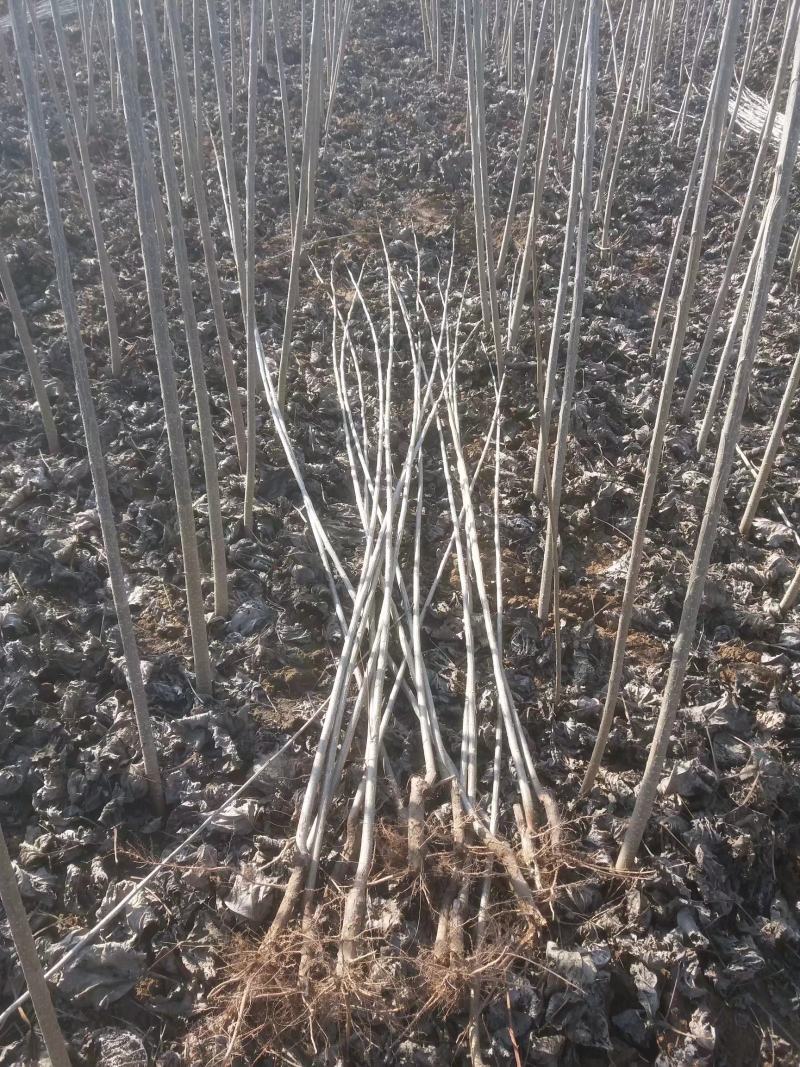 意杨树苗子【热卖苗木】大量出售中鲜苗成活率高