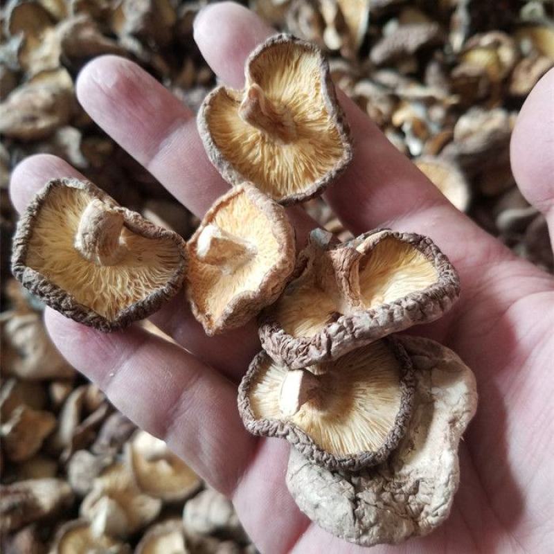 香菇干菇包邮包售后一件代发！！！