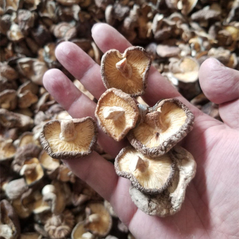 香菇干菇包邮包售后一件代发！！！