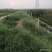 龙虾养殖场价格面议底价转让