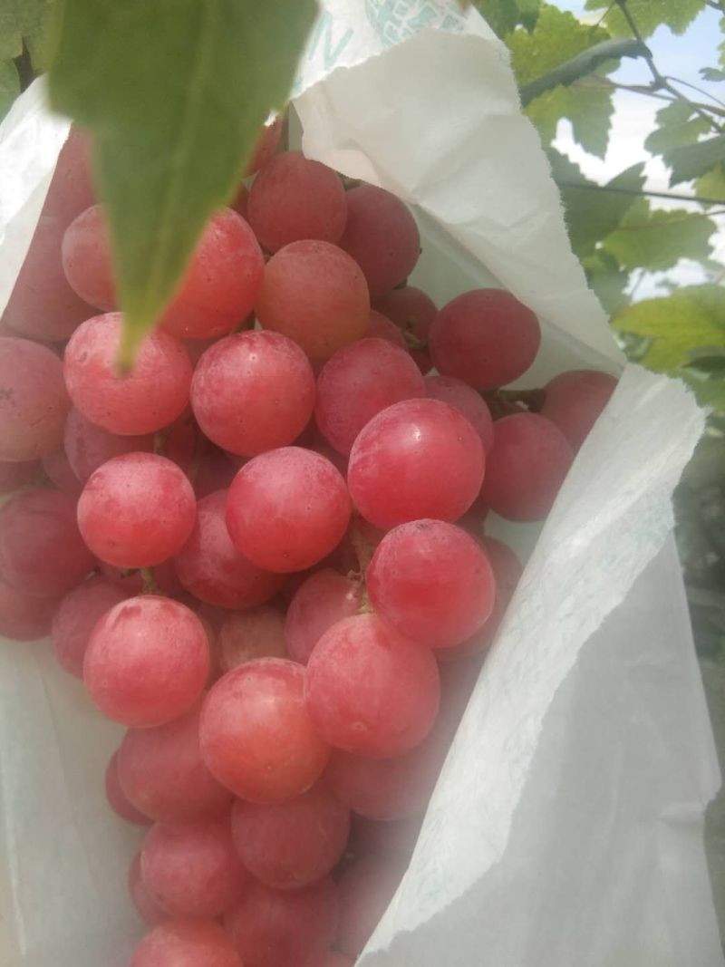 【精品】红提夏日解暑水果口感甜可视频看货