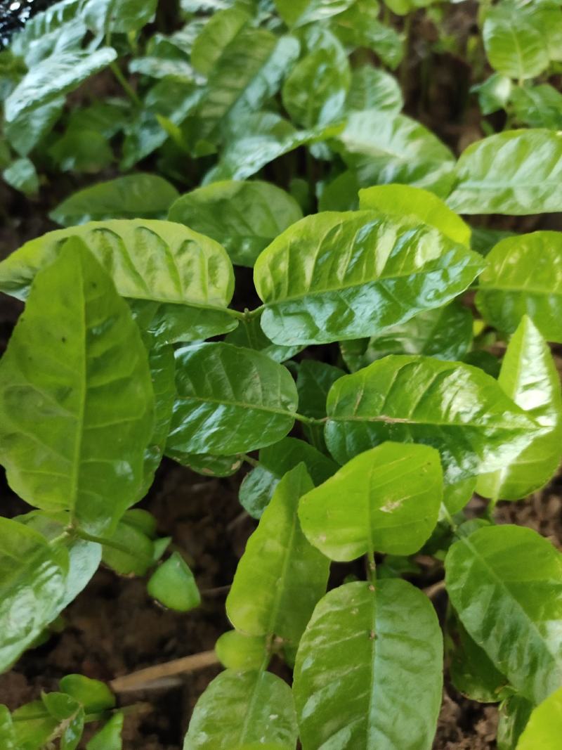 黄皮果芽苗黄皮果苗广西基地直供现挖现发成活率高