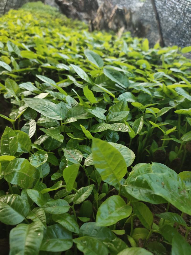黄皮果芽苗黄皮果苗广西基地直供现挖现发成活率高