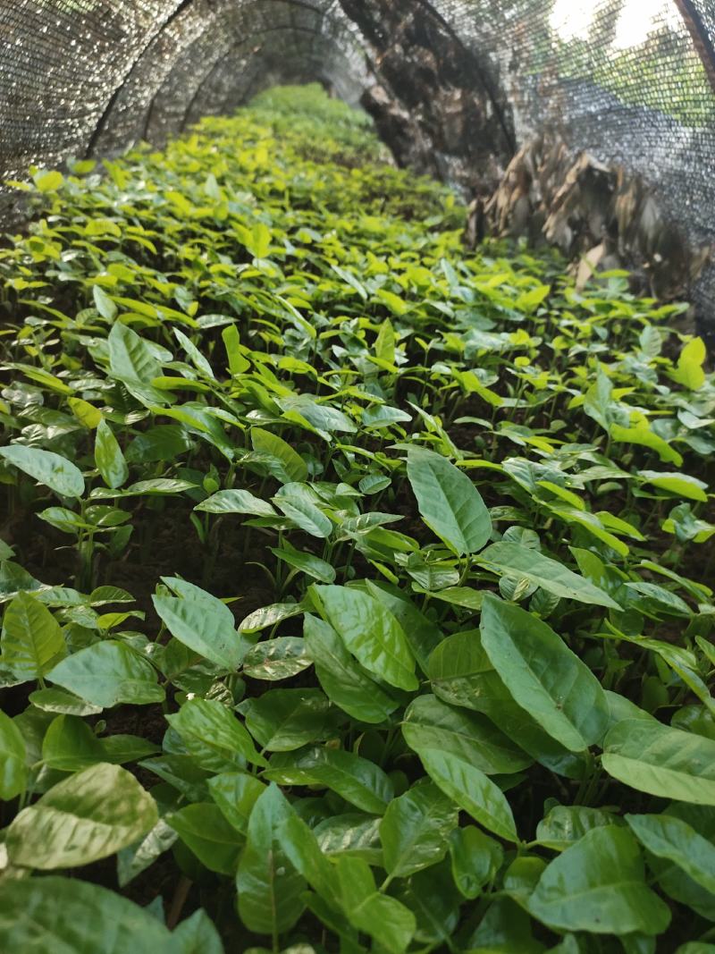黄皮果芽苗黄皮果苗广西基地直供现挖现发成活率高