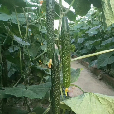 黄瓜嫁接苗批发，强雌黄瓜苗育苗基地