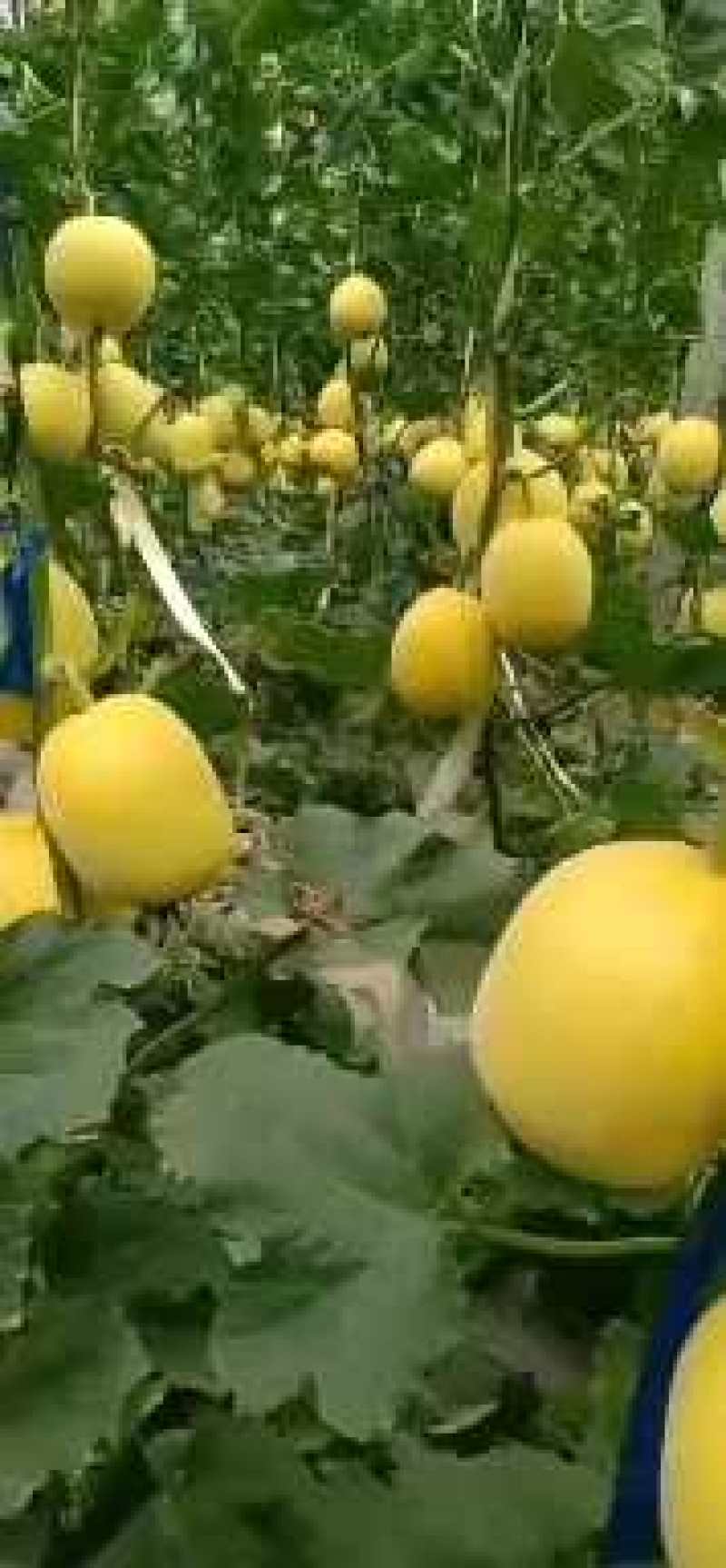 山东西周密，网纹，羊角蜜，绿宝，翠梨，小蜜25久红瑞