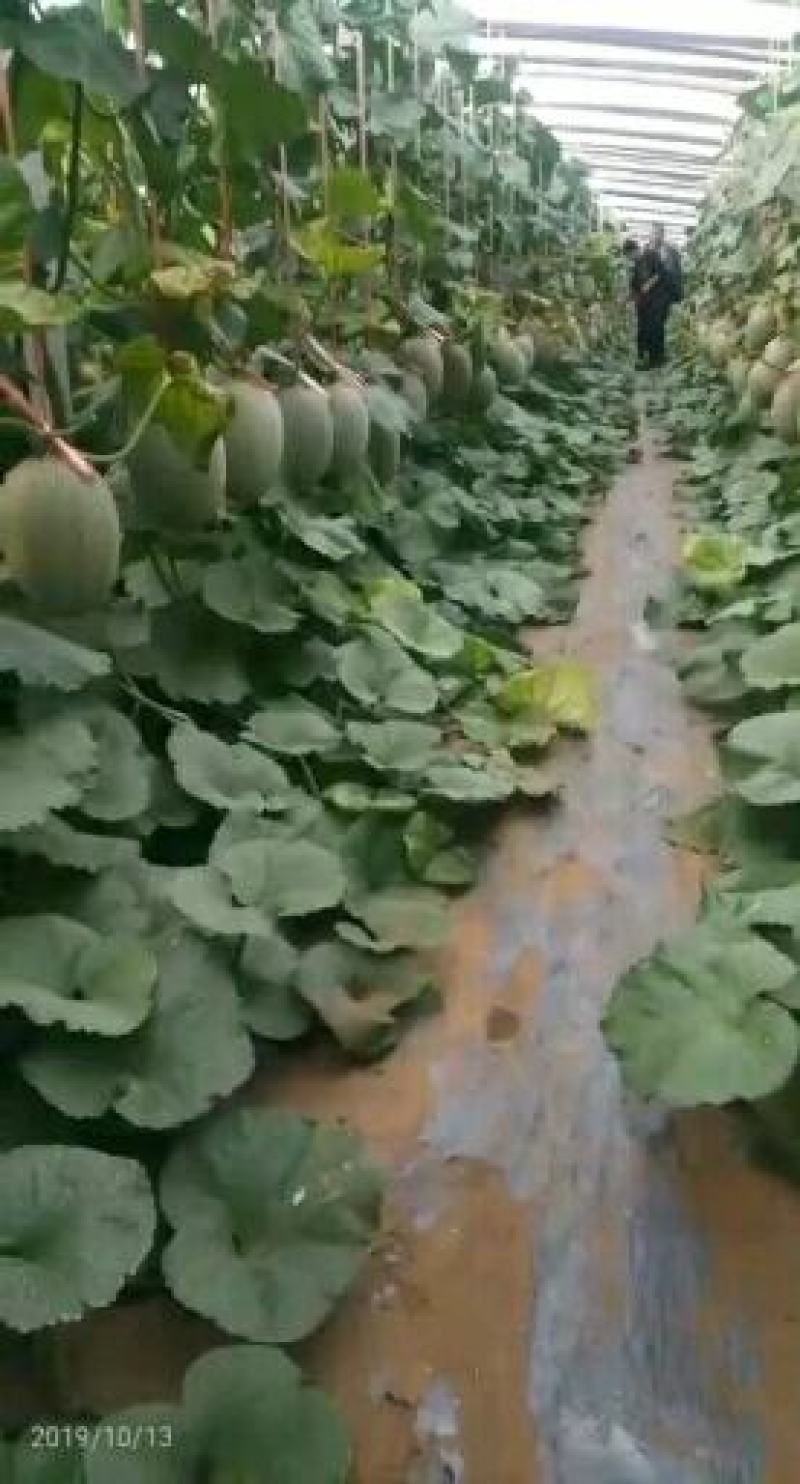 山东西周密，网纹，羊角蜜，绿宝，翠梨，小蜜25久红瑞