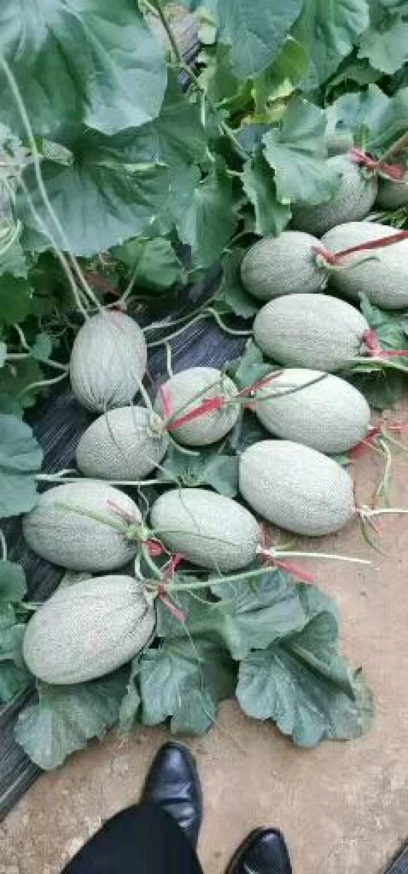 山东西周密，网纹，羊角蜜，绿宝，翠梨，小蜜25久红瑞