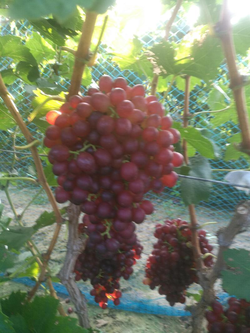 红宝石葡萄各大有甜颜色好口感好一手货源葡萄桃梨苹果基地