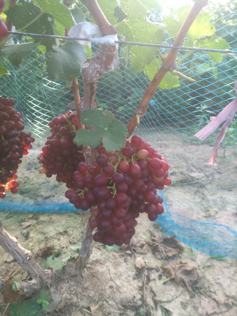 红宝石葡萄各大有甜颜色好口感好一手货源葡萄桃梨苹果基地