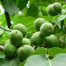 香脆原味天然青皮核桃云南土特产，果实饱满个子大