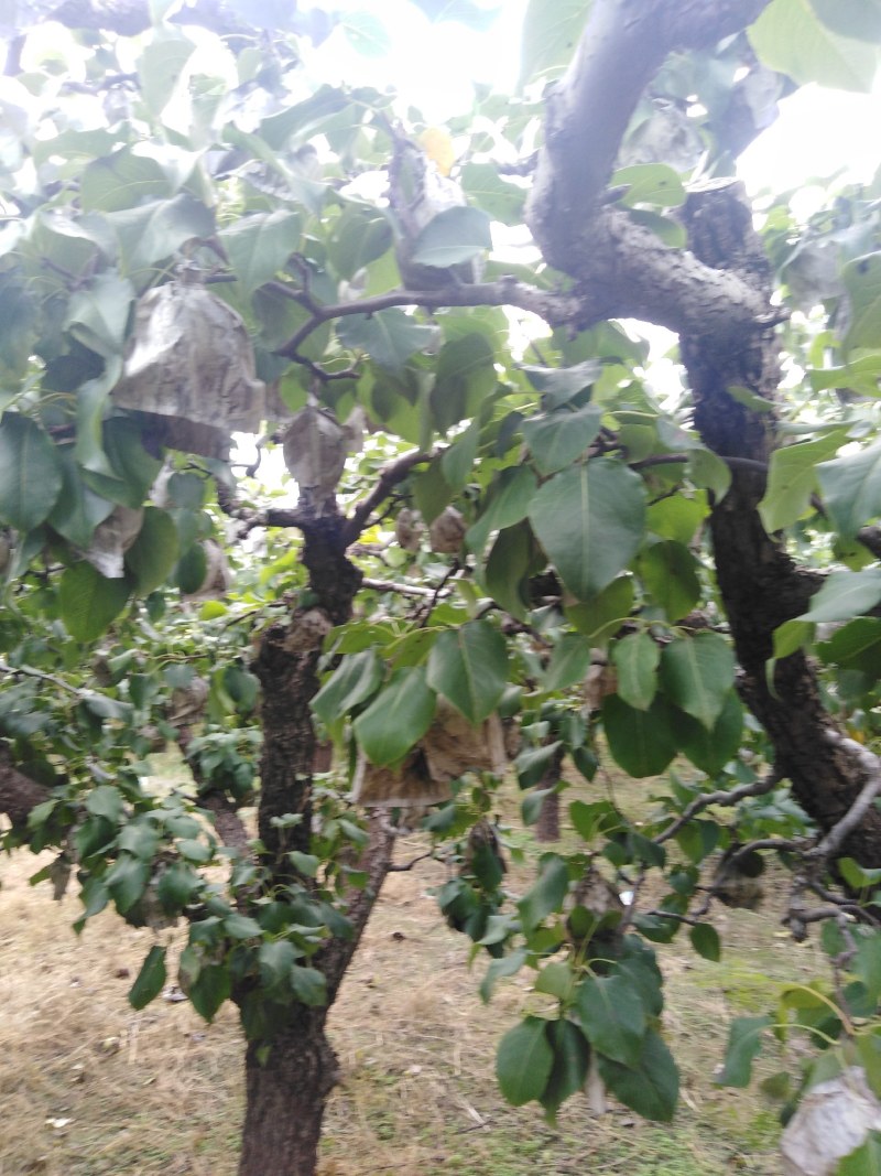 大量鸭梨上市，欢迎骚扰