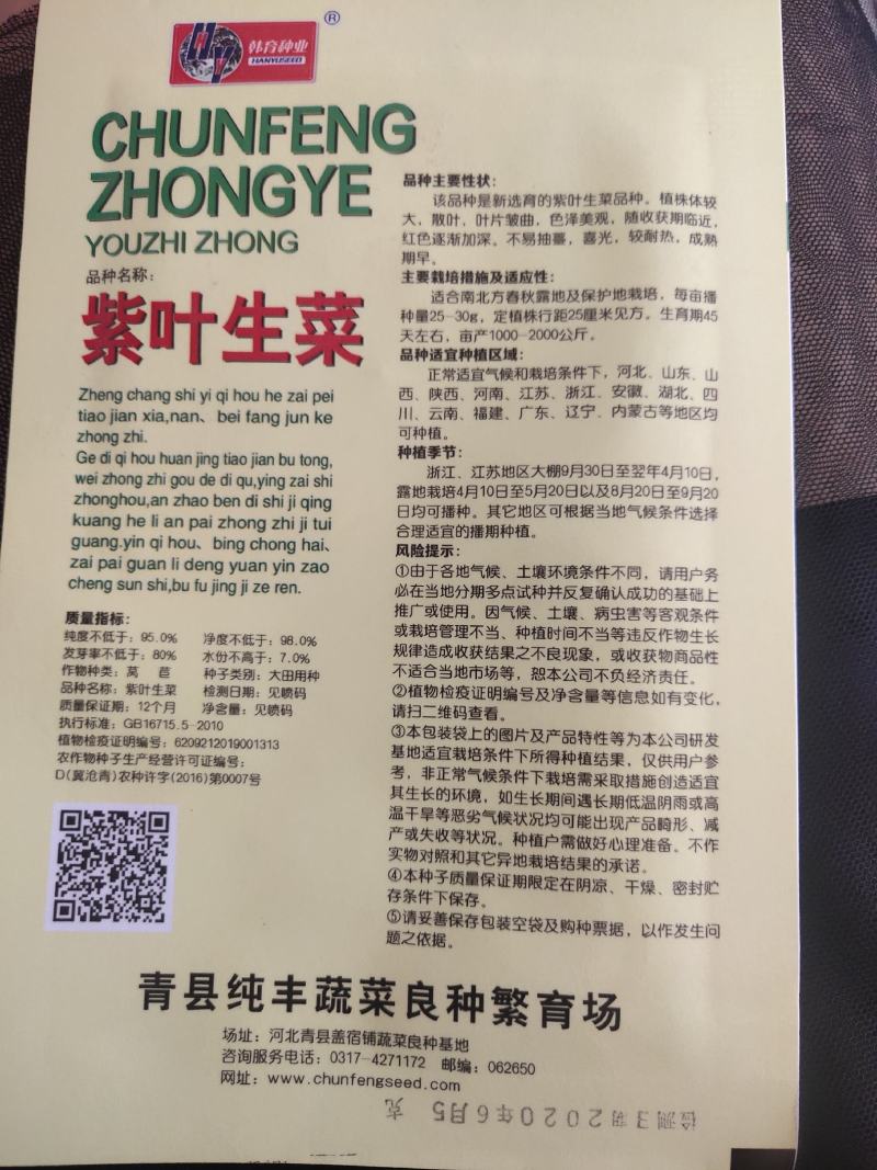 紫叶生菜色泽美观，口感脆嫩。散叶，成熟期早，